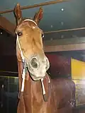 Phar Lap au Musée de Melbourne
