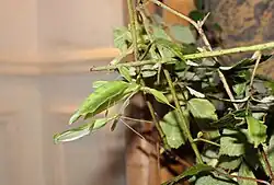 Phasme mâle prêt à féconder une femelle.