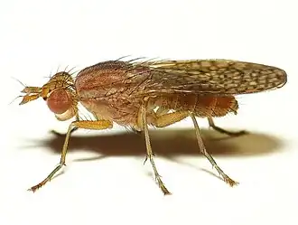 Pherbina coryleti, un Sciomyzidae.