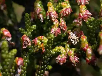 Description de l'image Pherosphaera hookeriana.jpg.