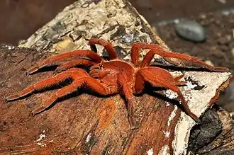 Description de l'image Philippine Orange Tarantula.jpg.