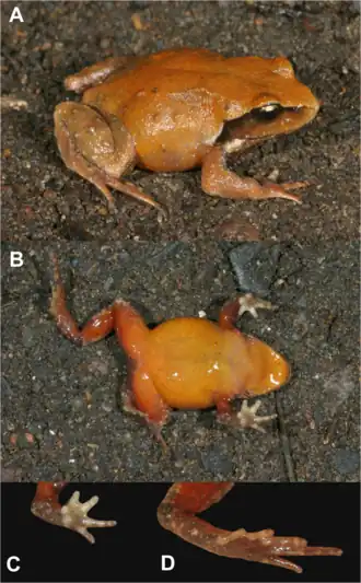 Description de l'image Philoria knowlesi.png.