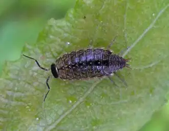 Description de l'image Philoscia muscorum Manchester.jpg.