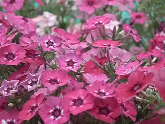 Description de l'image Phlox from Lalbagh Flowershow - August 2012 4567.JPG.