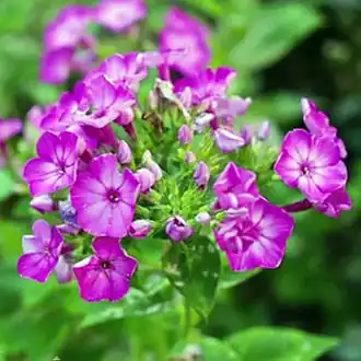 Phlox paniculata 'Volcano' - cv résistant à l'oïdium.