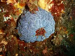 Phlyctenanthus australis