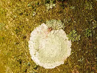 Le thalle du lichen taché de peinture blanche (en) est recouvert, à l'exception de la marge, de nombreuses soralies vertes irrégulières.