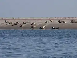 La mer des Wadden accueille plusieurs espèces de phoques (ici Phoca vitulina)
