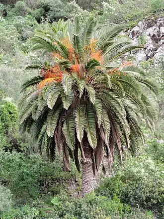Description de l'image Phoenix canariensis kz2.JPG.