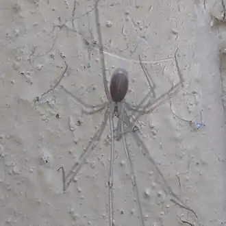 Description de l'image Pholcus ponticus.jpg.