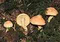 Pholiota flammans