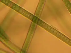 Phormidium sp. au microscope.