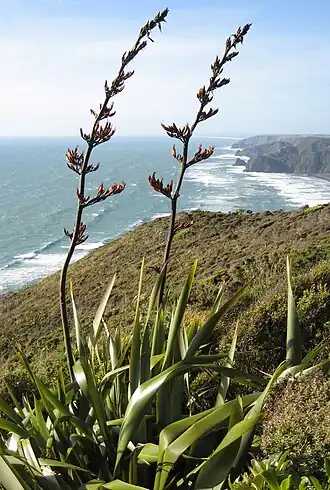 Description de l'image Phormium tenax Piha02.jpg.