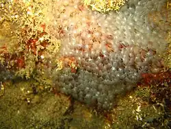 Colonie de Phoronis hippocrepia en Méditerranée.