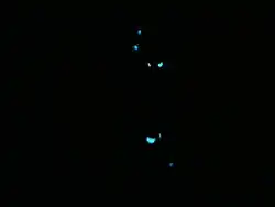 Photoblepharon palpebratum (dans l'obscurité)