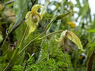 Description de l'image Phragmipedium caudatum.jpg.