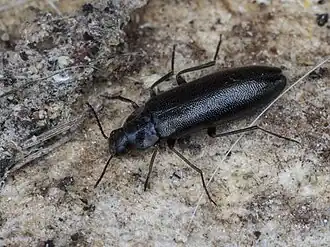 Description de cette image, également commentée ci-après