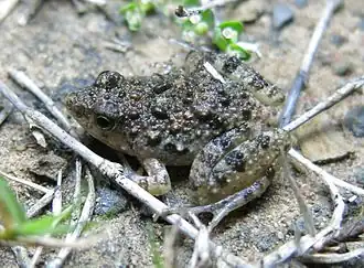 Description de l'image Phrynobatrachus-mababiensis.jpg.