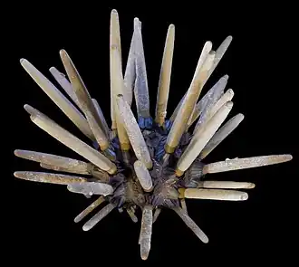 Oursin baguette (Phyllacanthus imperialis).