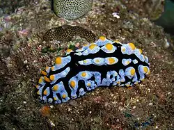 Phyllidia varicosa, un nudibranche d'allure très proche.