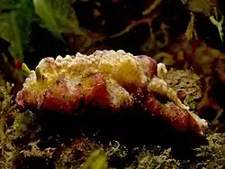 Phyllidiopsis cardinalis.