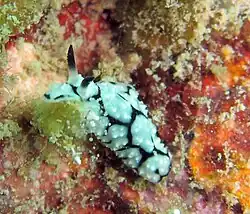 Phyllidiopsis krempfi.