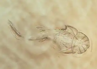 Phyllolepis, un Phyllolépide.