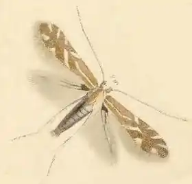 Description de l'image Phyllonorycter staintonella.JPG.