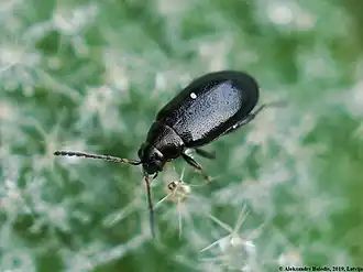 Description de cette image, également commentée ci-après