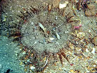 Phymanthus pulcher, une Phymanthidae.