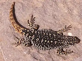 Description de l'image Phymaturus spurcus morfo excelsus.jpg.