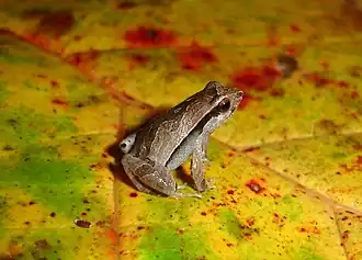 Description de l'image Physalaemus spiniger01.jpg.