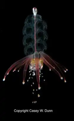 Physophora hydrostatica