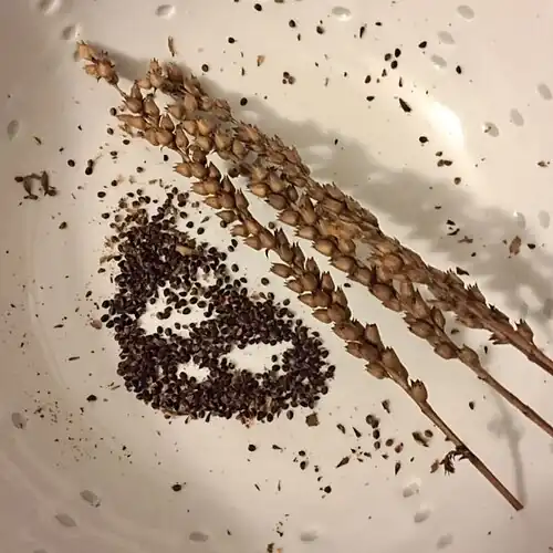 Graines de Physostegia virginiana.