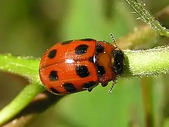 Description de l'image Phytodecta viminalis 1 beentree.jpg.