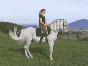 Cheval de Pure race espagnole au piaffer.