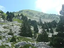 Paysage de montagne avec prairies caillouteuses et sapins.
