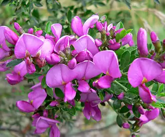 Description de l'image Pickeringia montana 1.jpg.