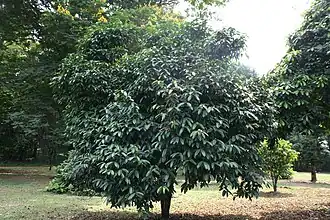 Description de l'image Picralima Nitida - 05.jpg.