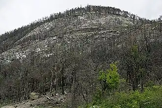 L'incendie de forêt, surtout s'il touche une surface importante et s'il est récurrent, est un des grands facteurs de « perturbation écologique ».