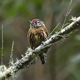 Description de l'image Picumnus nebulosus - Mottled piculet.JPG.