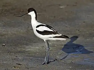 Avocette élégante adulte posée sur une zone de vasière avec son ombre en arrière-plan.