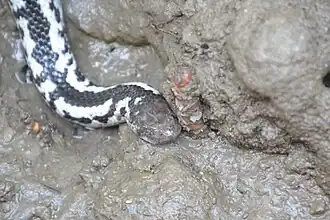 Description de l'image Pied Mangrove Snake.JPG.