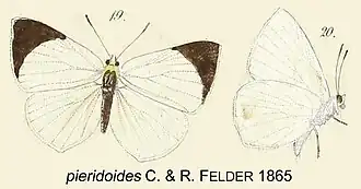 Description de l'image PieridoidesFelder1865OD.jpg.