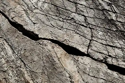 Tête de vautour fauve.