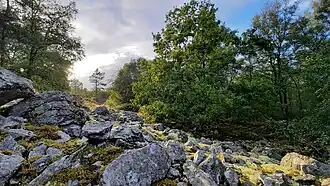 Photographie du pierrier et de son environnement boisé.