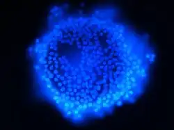 Ovocyte de porc prélevé sur un jeune animal provenant d'un abattoir. Il est entouré de petites cellules de la granulosa. Coloré avec du DAPI. Microscopie à fluorescence. Objectif 40x.