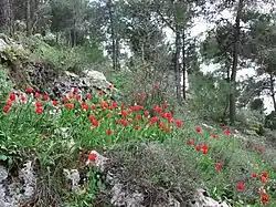 La Forêt de Jérusalem.