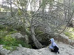 Un figuier dans la Forêt de Jérusalem.