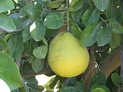 Citrus maxima (« Pamplemousse »)